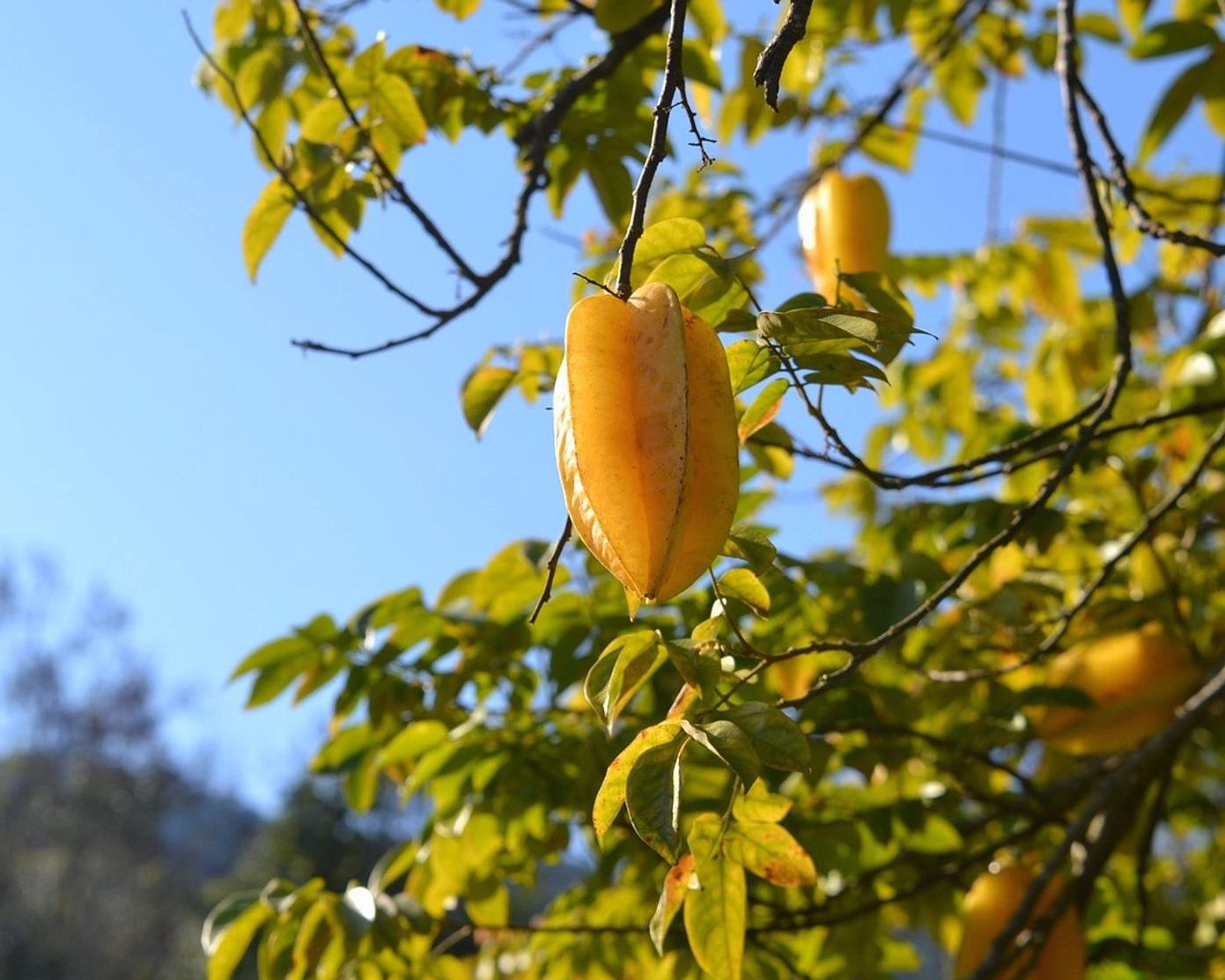 Nuestro depósito de frutas frescas